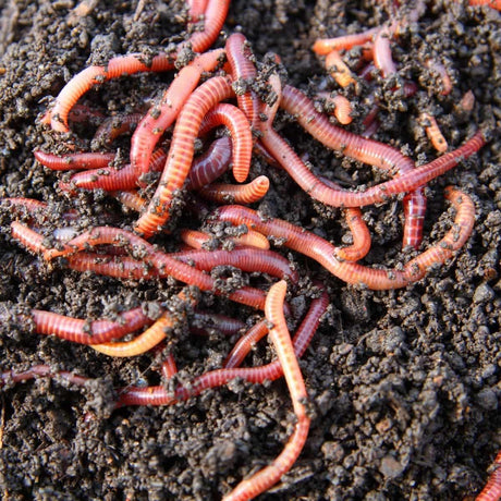 Worms