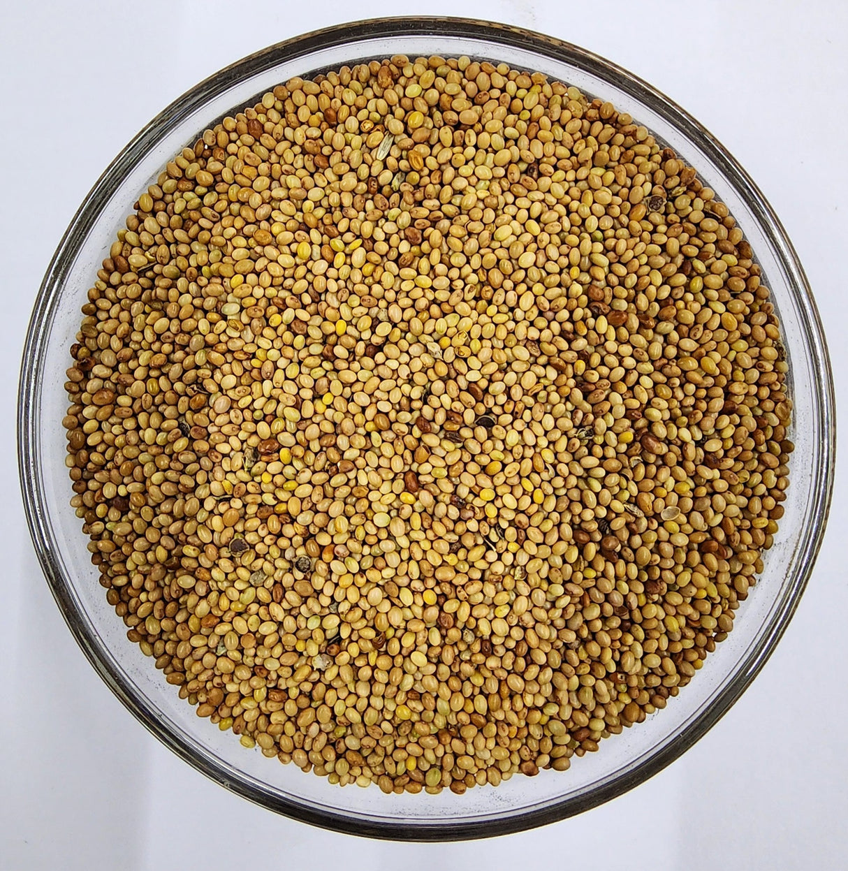 Crimson Clover - Red