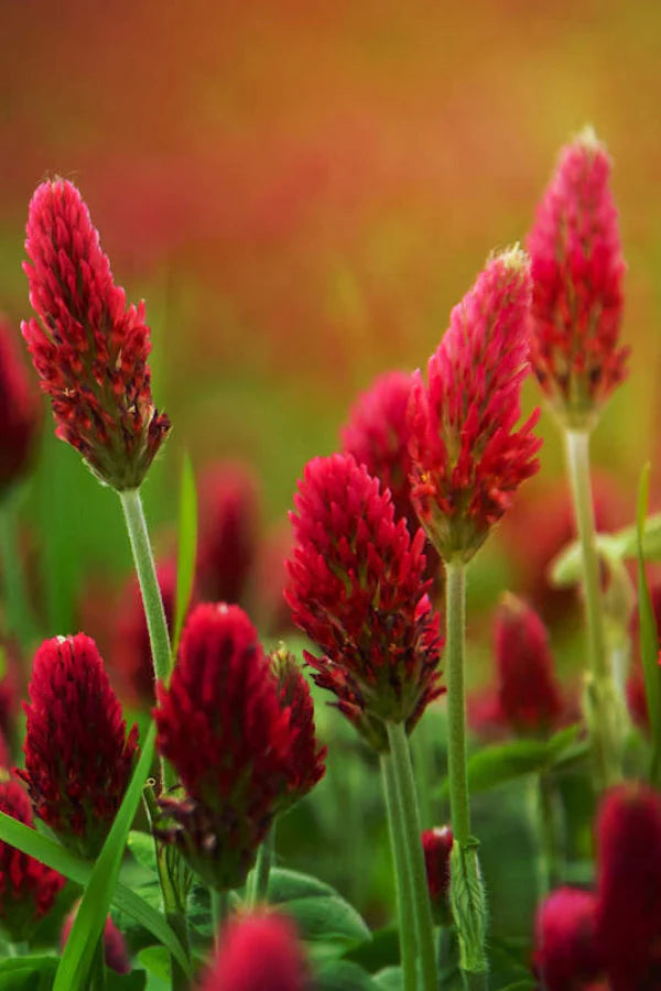 Crimson Clover - Red