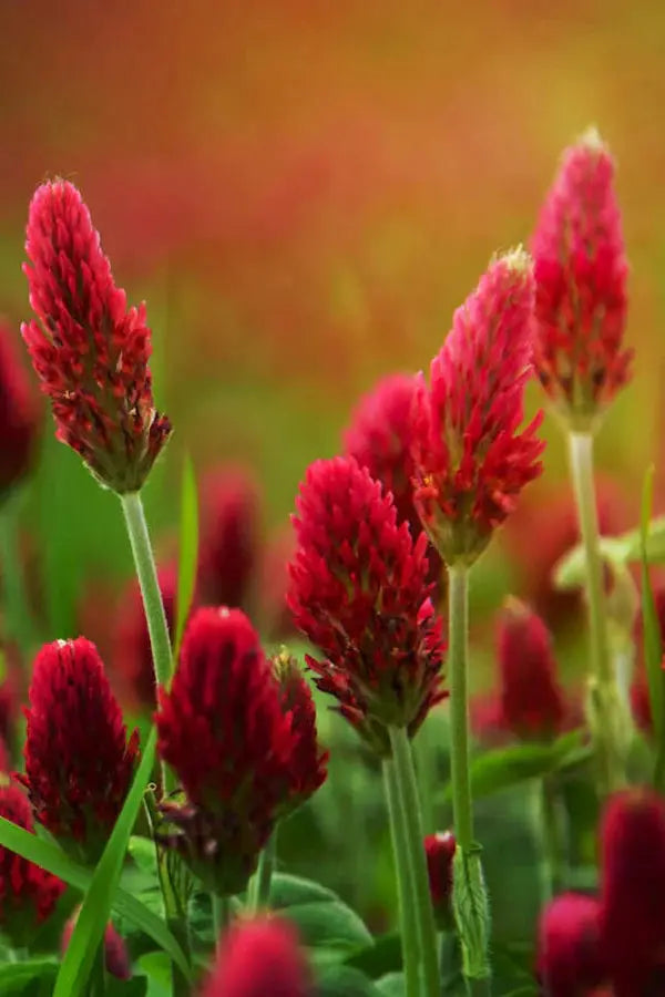Crimson Clover - Red by The Soil Makers