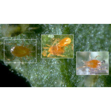 Spider Mite Predators - Triple Threat