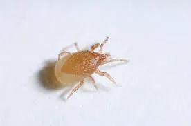 Fungus Gnat Predator by The Soil Makers