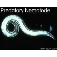 Predatory Nematodes - Double Death Mix by The Soil Makers