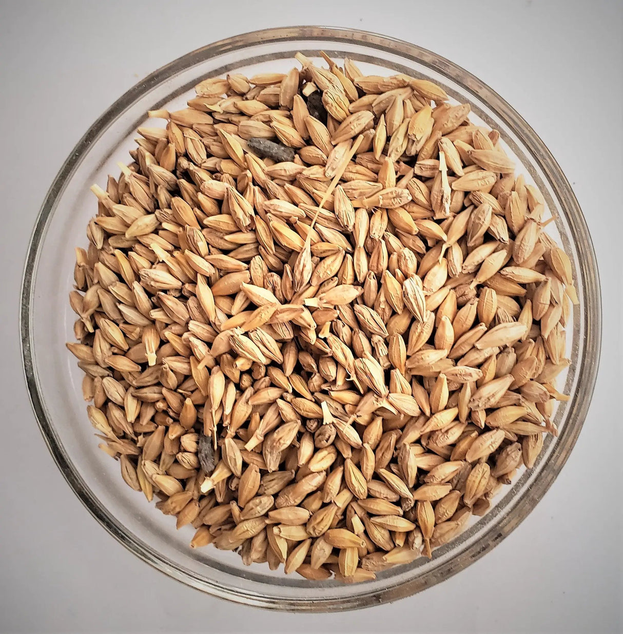 Barley Seed OG by The Soil Makers