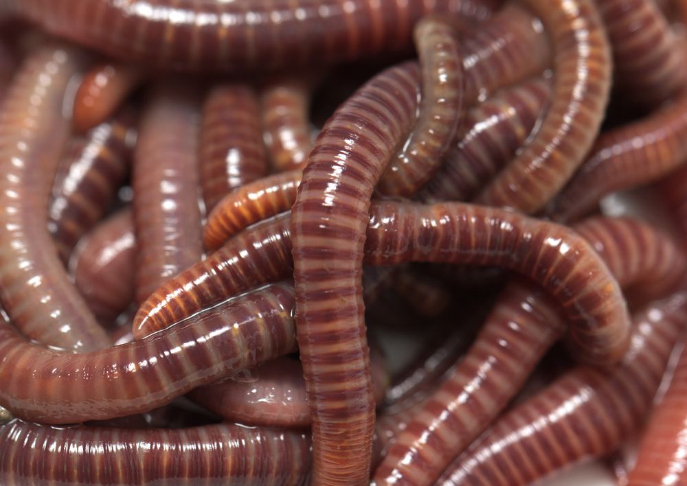 Composting Worms (european Nightcrawlers And Reds) – The, 45% OFF
