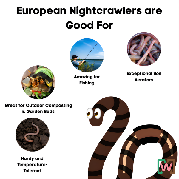 Composting Worm Mix – Red Wigglers & European Nightcrawlers (SC) by Meme's Worms