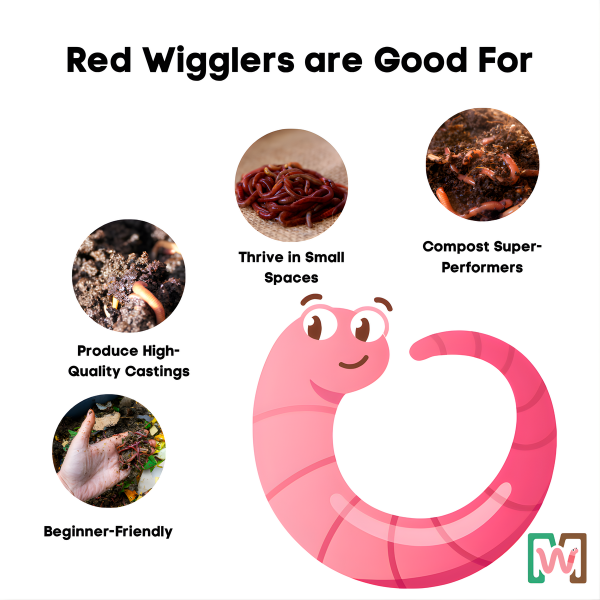 Composting Worm Mix – Red Wigglers & European Nightcrawlers (SC) by Meme's Worms