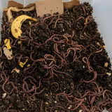 Composting Worm Mix – Red Wigglers & European Nightcrawlers (SC) by Meme's Worms