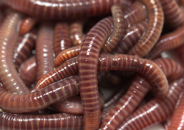 Live Red Wiggler Composting Worms, Local Pick-up